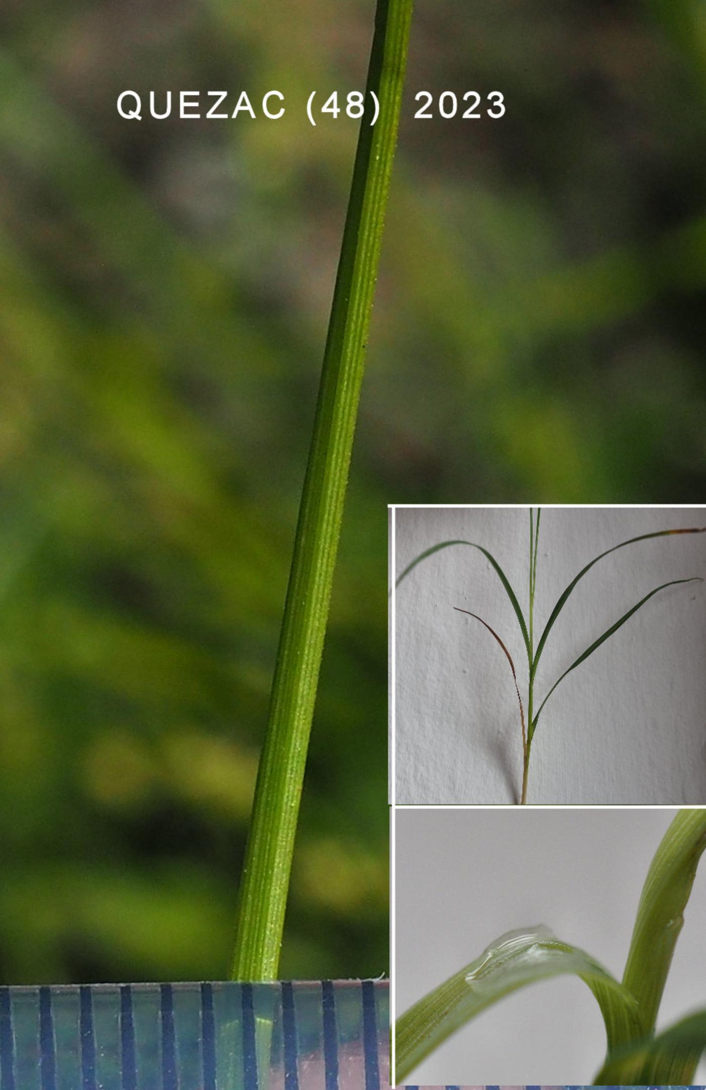 Sedge, Large-fruited Prickly leaf